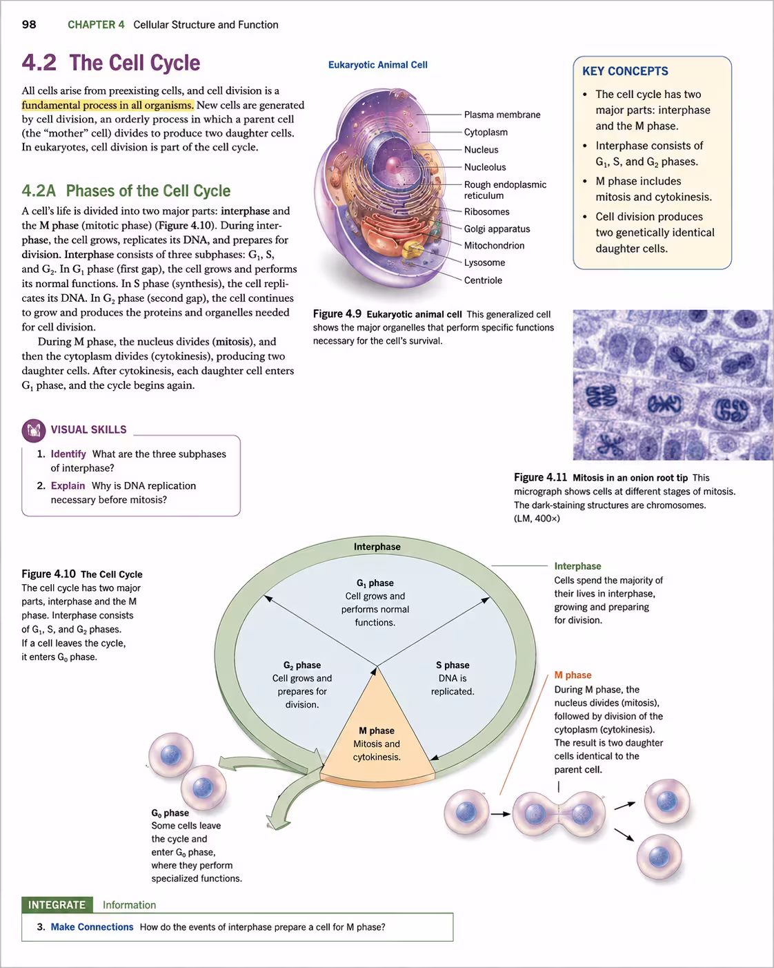 Biology textbook page explaining the cell cycle with diagrams and key concepts